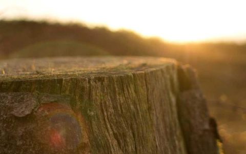 迅雷下载地址怎么找？迅雷下载地址获取方法汇总