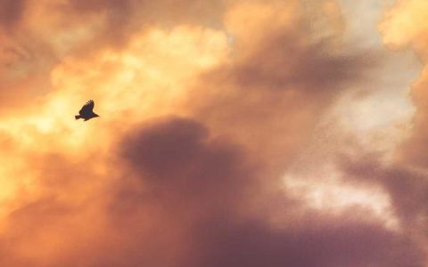 oppo手机系列有哪些区别？oppo各系列对比分析