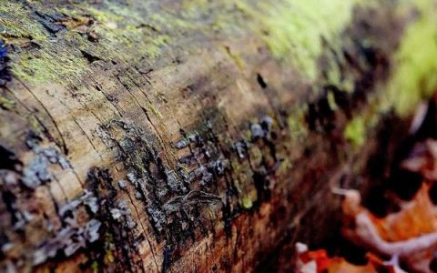 靠比较软件短视频软件大全？短视频剪辑软件推荐